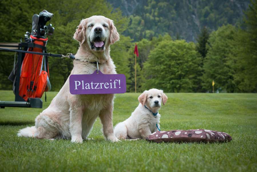 Schafft Ihr Hund die Platzreife?