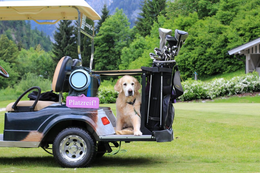 Golfen mit Hund