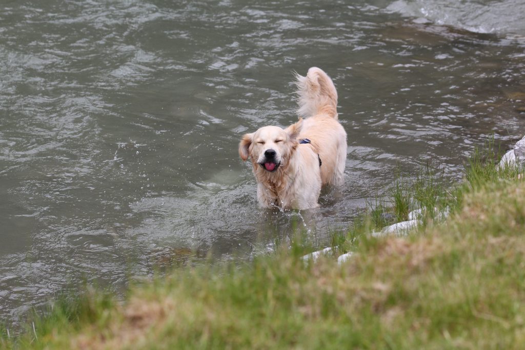 Urlaub mit Hund