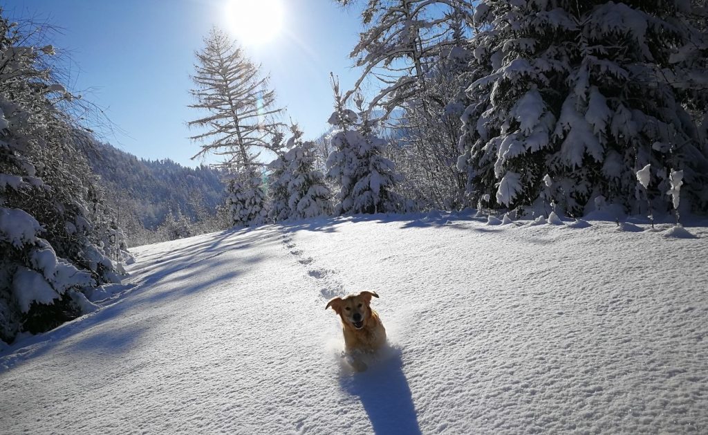 Winterwandern mit Ihrem Hund
