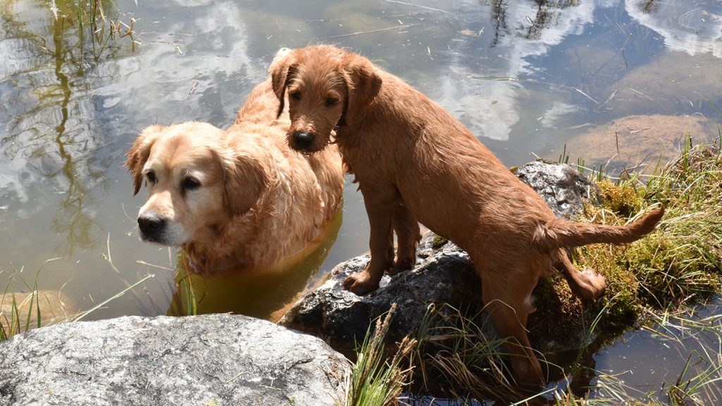 Zwei Hunde in natürlichem Gewässer