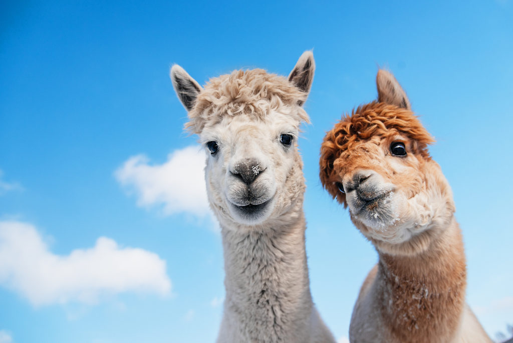 Alpacas